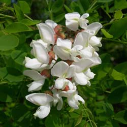 Acacia blanca